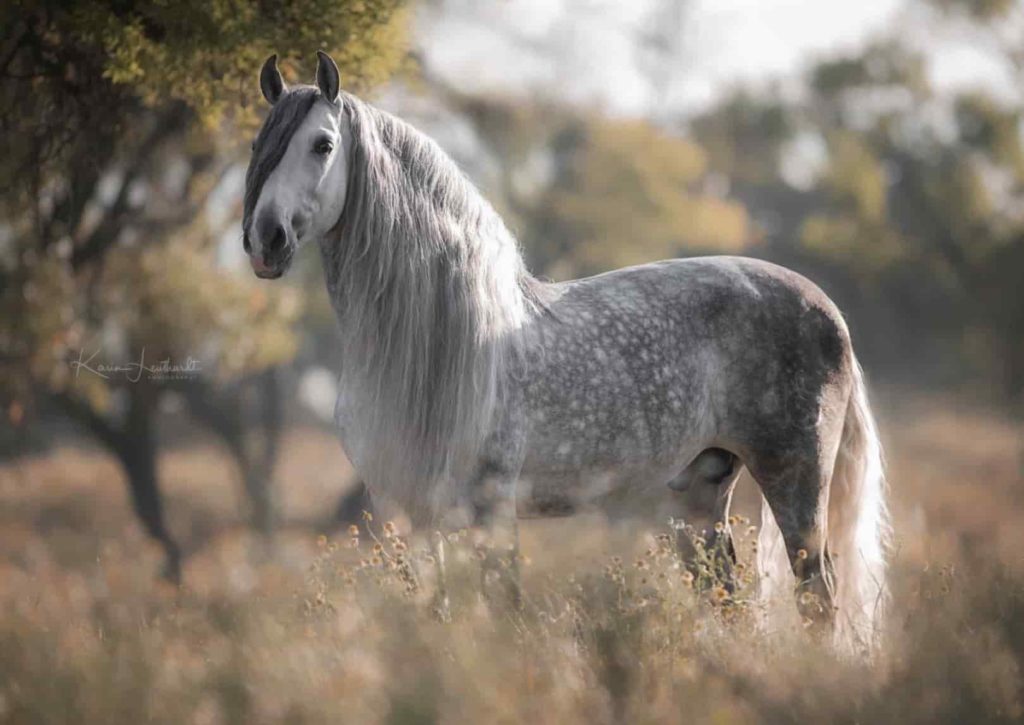 Caballo Pura Raza Española PRE en venta Semental Tordo Funcional Noble Funcional en venta