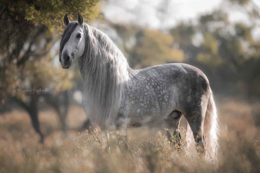 Caballo Pura Raza Español tordo en venta