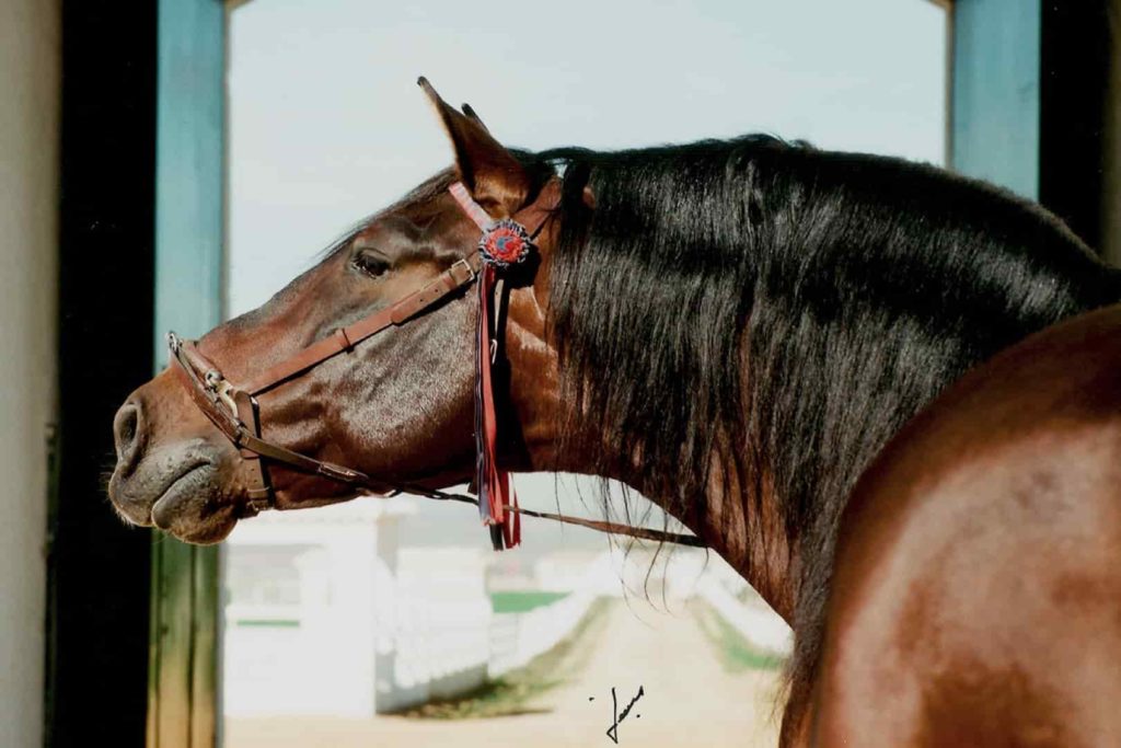 Centella V Mejor caballo de la historia del PRE campeón del mundo PRE