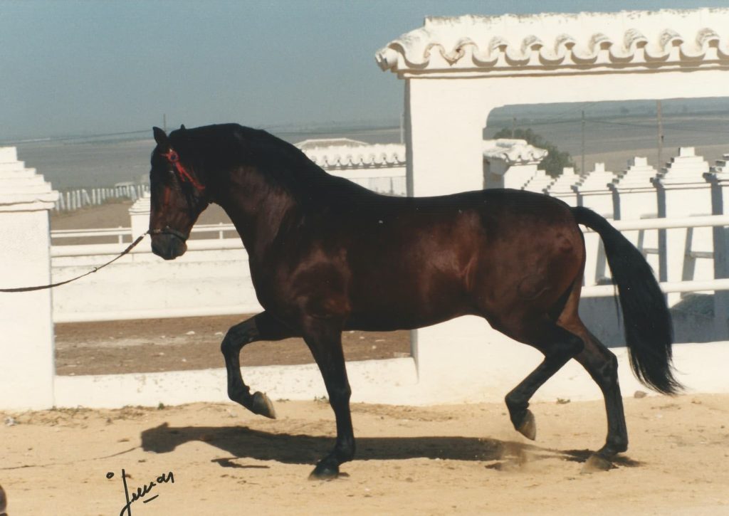 Semental Pura Raza Española Castaño