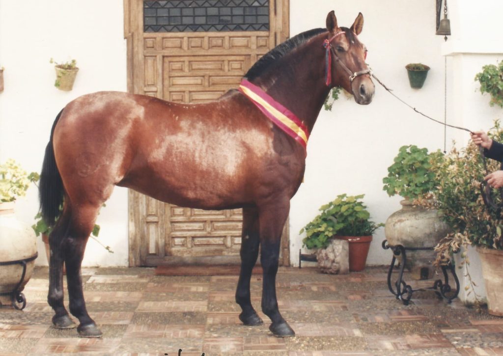 Yegua Pura Raza Española Campeona España Sicab