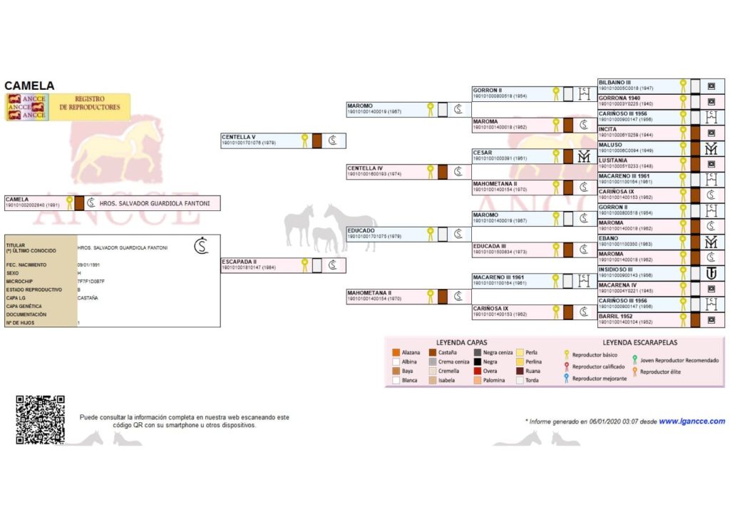 Yegua Pura Raza Española Campeona España Sicab Ancce
