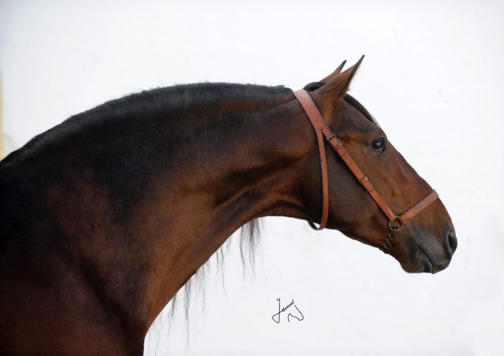 Caballo Pura Raza Española PRE en venta Semental Castaño Funcional Noble Funcional en venta