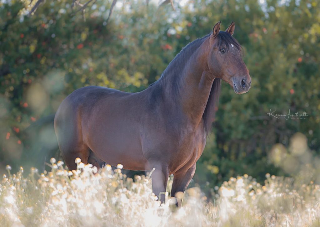 Caballo Pura Raza Española PRE en venta Semental Castaño Funcional Noble Funcional en venta