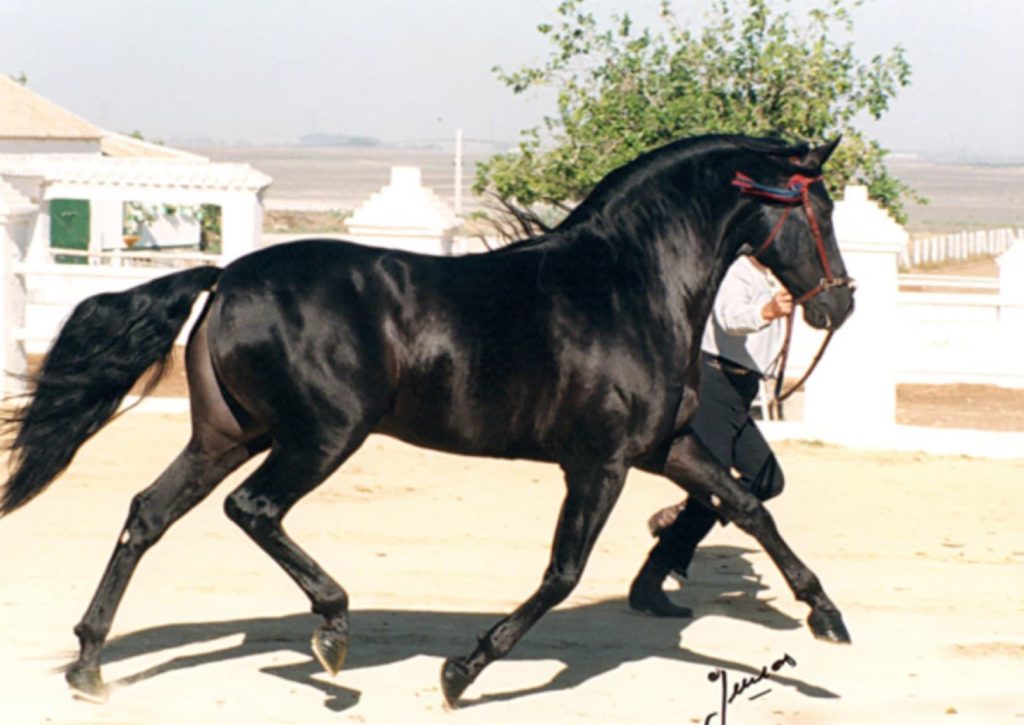 Caballo Pura Raza Española negro