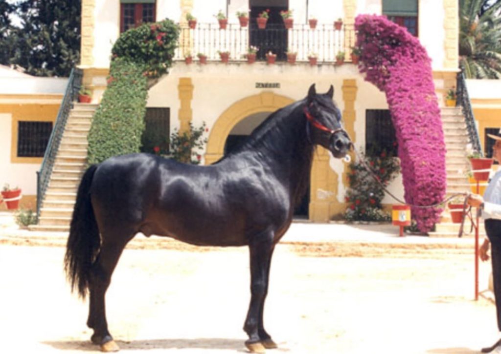 Caballo Pura Raza Español Negro