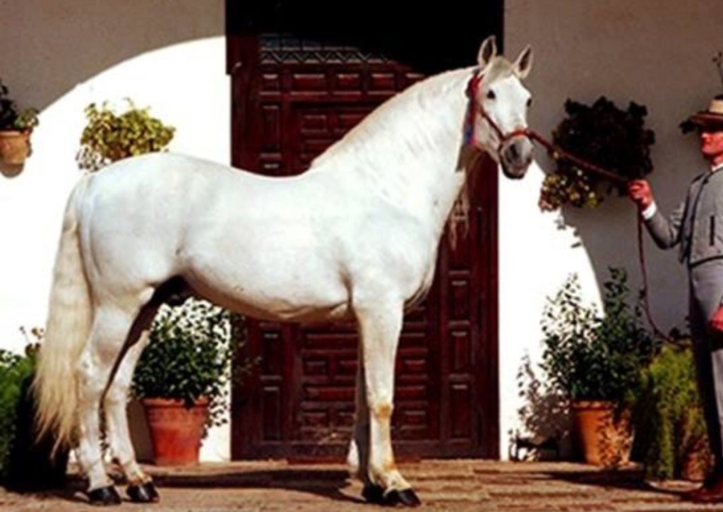 Mejor caballo pura raza española de la historia