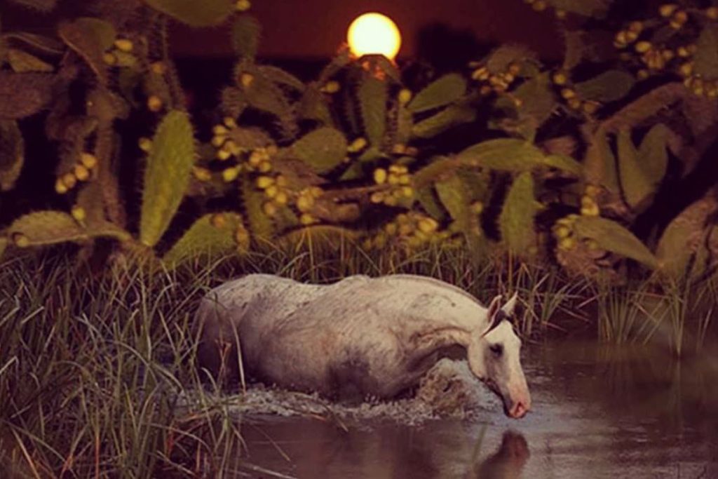 caballo salvaje yeguada guardiola fantoni