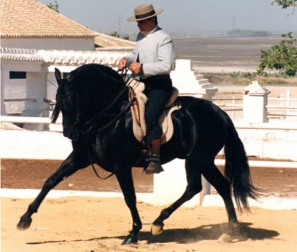 Estudioso XI caballo funcional Pura Raza Español Negro