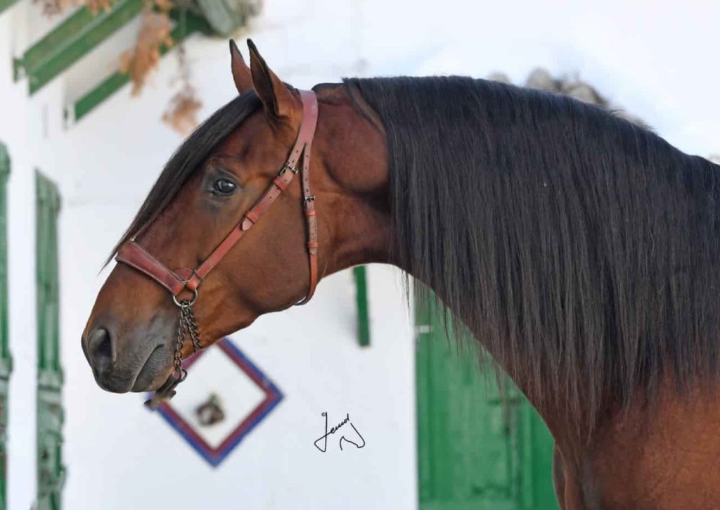 Caballo Pura Raza Español en venta